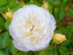 La Feullerie - Moschusrose Strauchrose