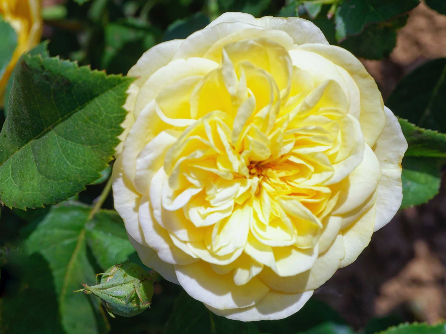 Citroncello - Beetrose