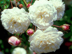 Felicité et Perpetué - Kletterrose Rambler