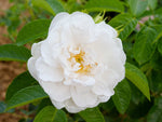 Mary Manners Rugosa - Kartoffelrose Strauchrose