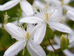 Clematis terniflora - Brennende Waldrebe