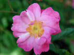 Lavender Dream - Bodendeckerrose