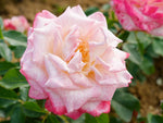 Lyon Lumieres - Edelrose