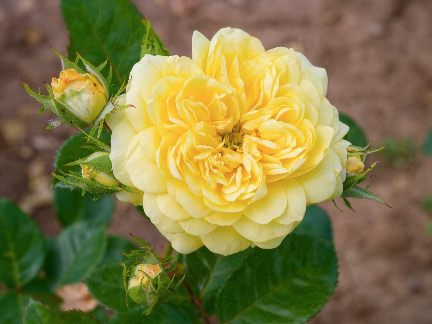 Yellow Meilove - Beetrose