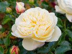 Lemon Vaza - Edelrose