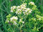 Griechischer Oregano
