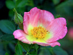 Lady Penzance - Rubiginosa Strauchrose