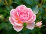 Lovely Meidiland - Bodendeckerrose