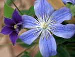 Arabella - Clematis diversifolia - Waldrebe
