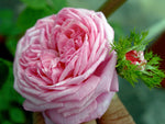 Crested Sweetheart Moosrose Strauchrose