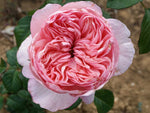 Mauritia - Edelrose
