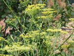 Gewürzfenchel