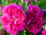 Centifolia Gerda Nissen - Zentifolie Strauchrose