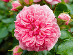 Pink Swany - Bodendeckerrose