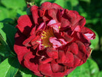 Tuscany Superb - Gallicarose Strauchrose