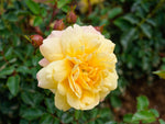 Candela - Bodendeckerrose