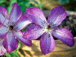 Venosa Violacea - Clematis viticella - Waldrebe