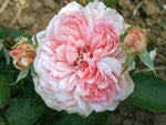Alexandra Princesse de Luxembourg - Strauchrose
