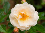 Ghislaine de Feligonde - Kletterrose Rambler