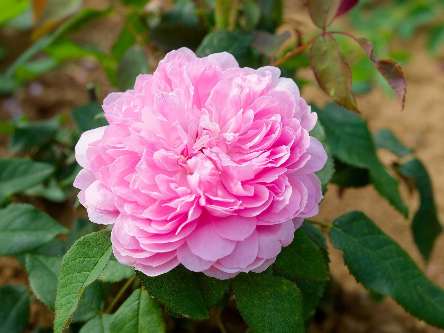 Jacques Cartier - Damaszenerrose Strauchrose
