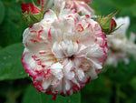 Leda - Damaszenerrose Strauchrose