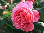 Leonardo da Vinci - Strauchrose