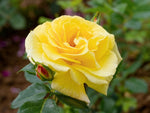 Lichtkönigin Lucia - Strauchrose