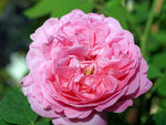 Louise Odier - Bourbonrose Strauchrose