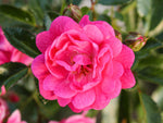 Lovely Fairy - Bodendeckerrose