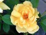 Maigold - Bibernellrose Strauchrose