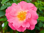 Manita - Kletterrose Climber