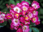 Maria Lisa - Kletterrose Rambler