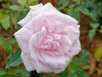 Mme Alfred Carriere - Kletterrose Climber Noisette