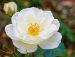Moonlight - Moschusrose Strauchrose