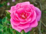 Morning Jewel - Kletterrose