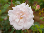 New Dawn - Kletterrose Climber