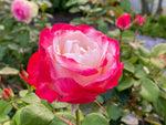 Nostalgie - Edelrose