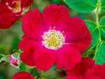 Red Meidiland - Strauchrose