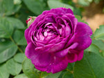 Reine des Violettes - Strauchrose