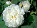 Suaveolens - Albarose Strauchrose