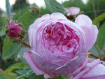 Muscosa - Moosrose Strauchrose