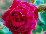 Muscosa Rubra - Moosrose Strauchrose