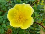 Hugonis - Chinesische Goldrose Wildrose