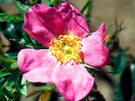 Nitida - Glanzrose Wildrose Kleinstrauchrose
