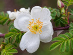 Omeiensis Pteracantha - Schottische Zaunrose Wildr