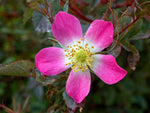 Rubrifolia - Blaue Hechtrose Wildrose Strauchrose