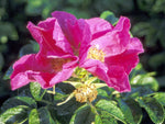 Rugosa - Kartoffelrose Strauchrose