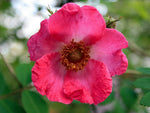 Sweginzowii Macrocarpa - Wildrose Strauchrose
