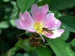 Villosa - Apfelrose Wildrose Strauchrose