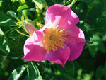 Virginiana - Virginiarose Prärierose Wildrose Stra